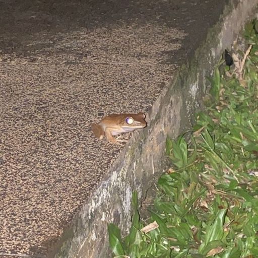 An1ma - 21st April 2025