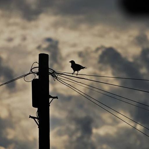 Gistro FM 775 (25/04/21) Bird on the Wire