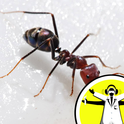How do Ants Count?