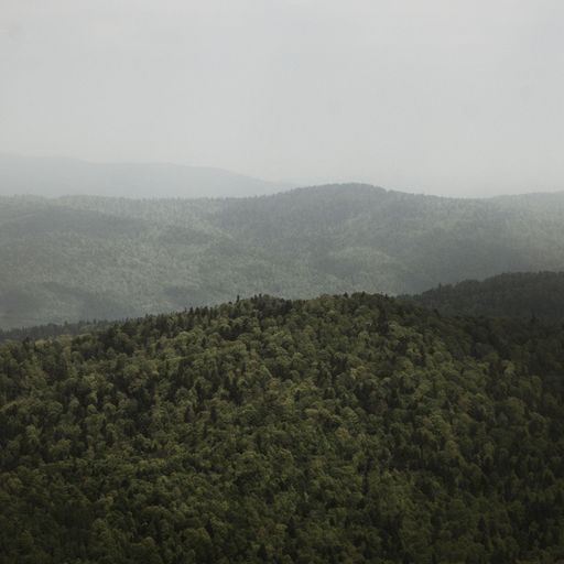 TRANSIENCE #32 with Lou Drago and Forest Management 23.11.2020
