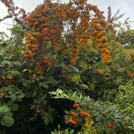 Ellie Morgan-Clegg - 10/10/25 - [Voices Radio]