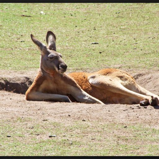 Cenzo + Battlebus Martin Chill-Zone 1 Feb 2021