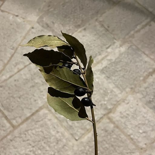 Studying Sundials w/ Daydream - 28th December 2025