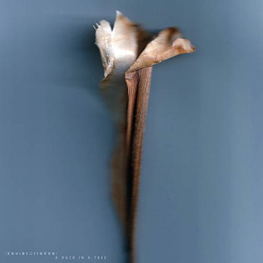 A Duck in a Tree - 6 December 2025 (Stretch and Release)
