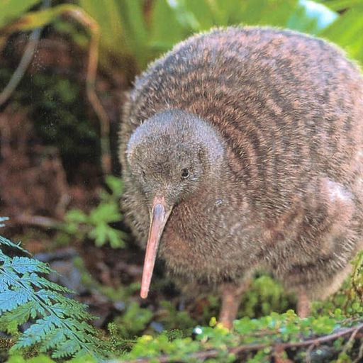 New Zealand Music Show 15/7