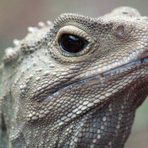 New Zealand Music Show 2/12