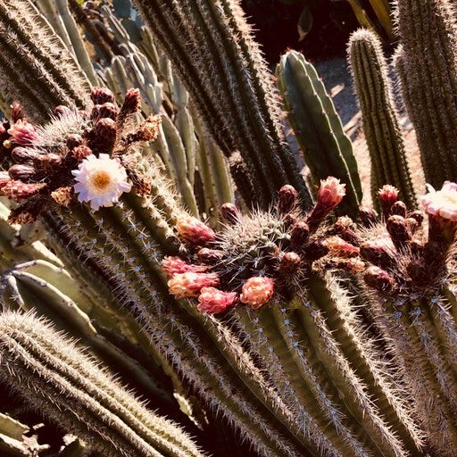 Hypnos Hour with Chelsea Wolfe – SUMMER PULSE