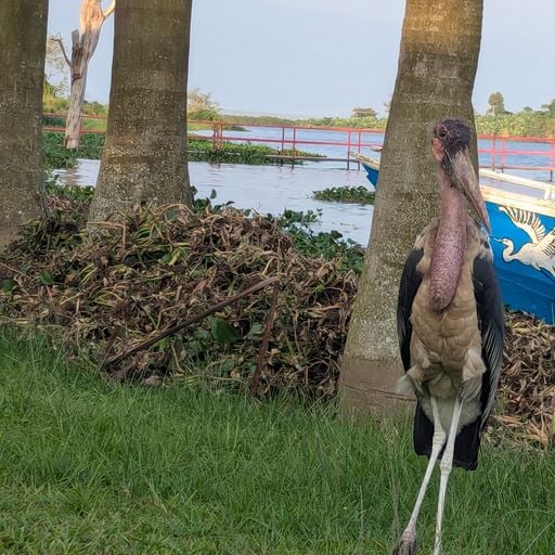 Maganda Shakul - Nalubaale - 2nd October 2025