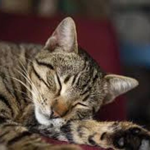 Pushkin's Nap (ExtendedChilledProgRockTrip)