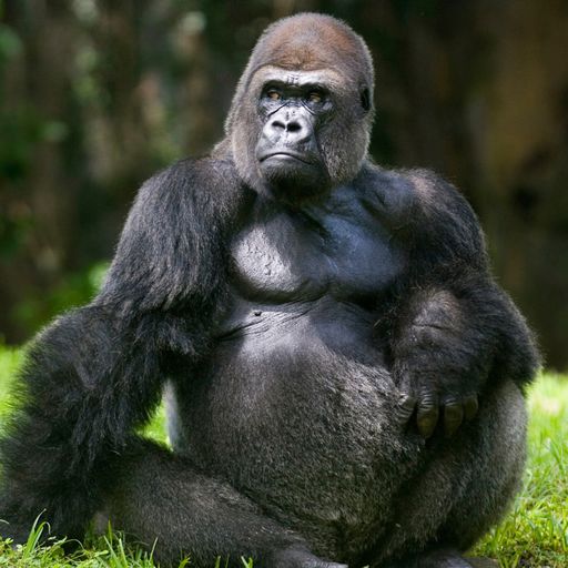 Zoo Mix