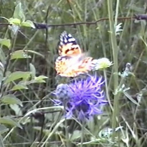 The Early Bird Show w/ Spirit Blue - 4th March 2026