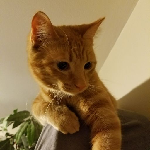 Baby T mix!!! Brother Love's Deep Grooves from the Grove