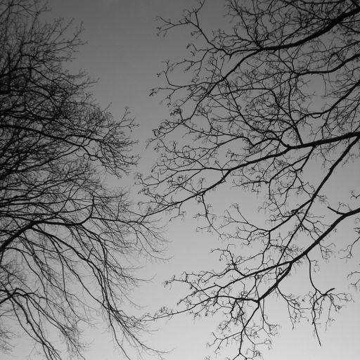 Deer Diary - In The Woods