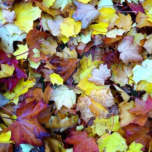 Autumn Leaves