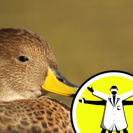 Q&A: Mars, malaria and monstrous ducks