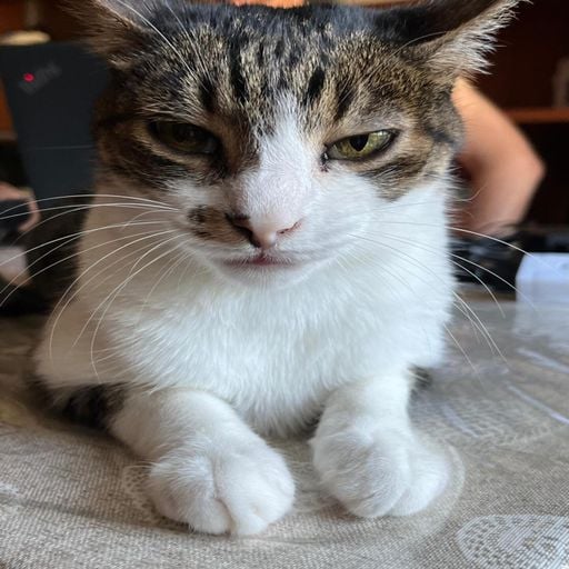 My cat (027) (GIUGRI.J)