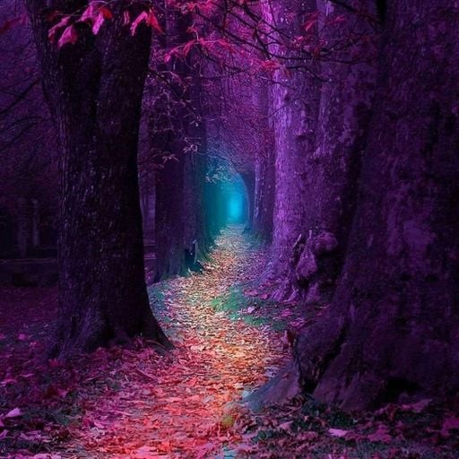 Shining forest