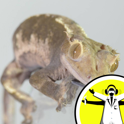How many geckos to hold up a human? - Naked Scientists 15.05.26