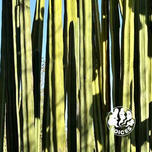 Violet Rays w/ athenian lychee: women in jazz special - 11/11/25 - Voices Radio