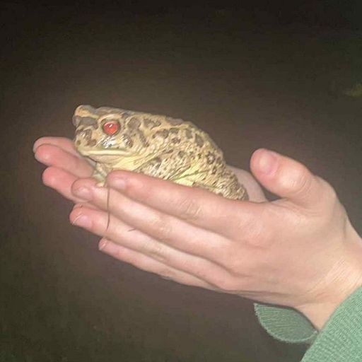 South of North - 3rd December 2025