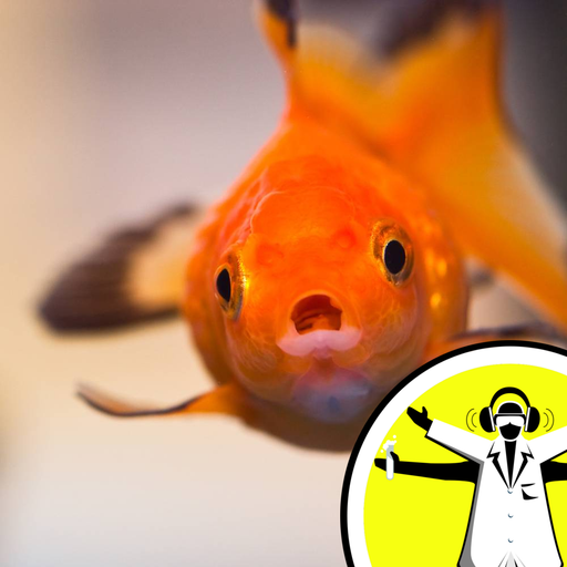 Do Fish Fart?
