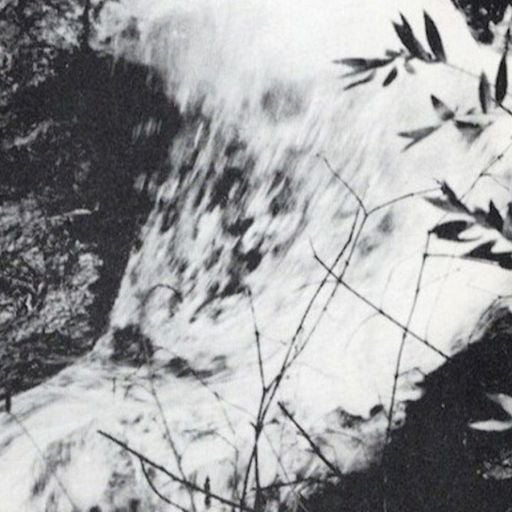 West Coast Fog: Cloudburst Questing - 12th November 2025