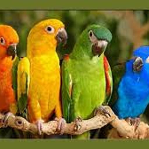 For The Birds