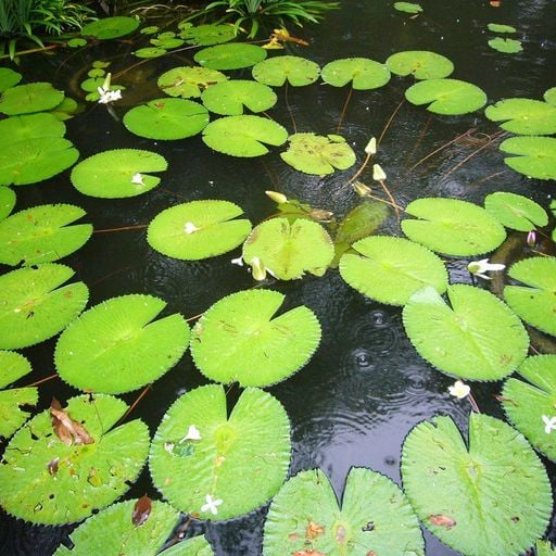 m00dtapes - 1st February 2026