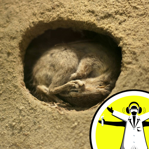 The Hidden World of Hibernation