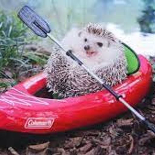 DJ Hedgehog - All Because - Tuesday 20th June 2023