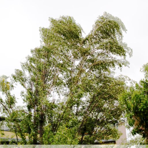 Biesentales Biesentales #21 - Wind bends tree 14.09.192019