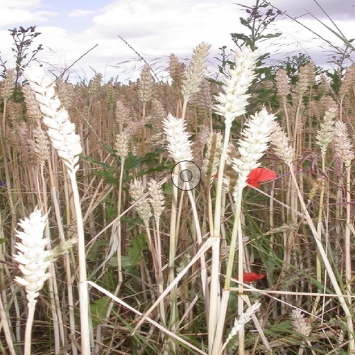 touch grass (lina12345) - 4th January 2026