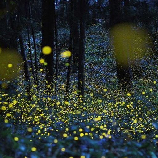 Dreamflowers mix