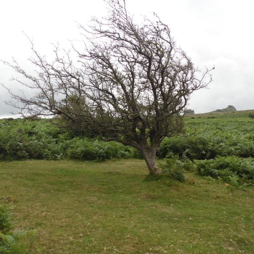 In Yer Ears #111 The Dartmoor Tree