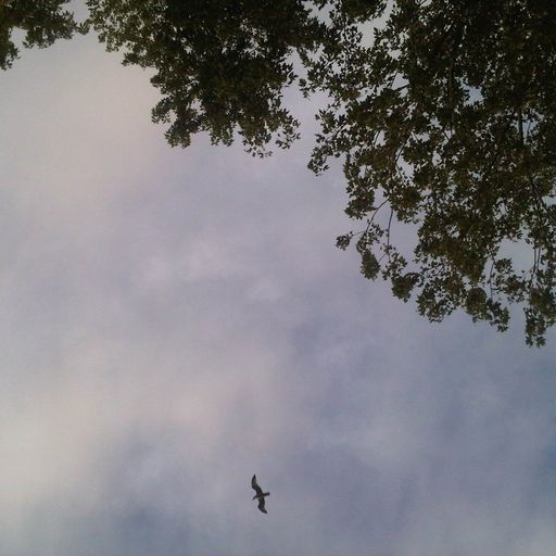 Arriss Flying to the noon