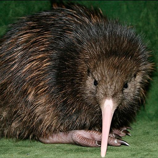 New Zealand Music Show 23/12