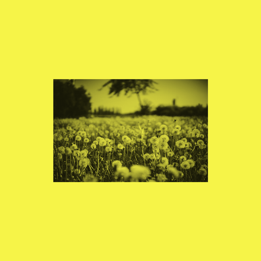 Whispering Dandelions | Folk Funk & Trippy Troubadours