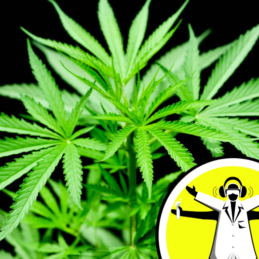 Naked Scientists 15.02.24 - Marijuana: Risk or Remedy?