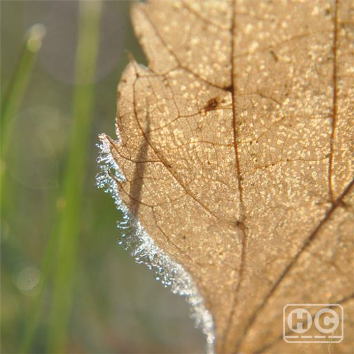 Low Light Mixes – Illusions of Autumn