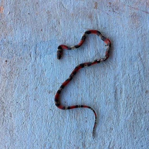 Rio Doce - 25th March 2026