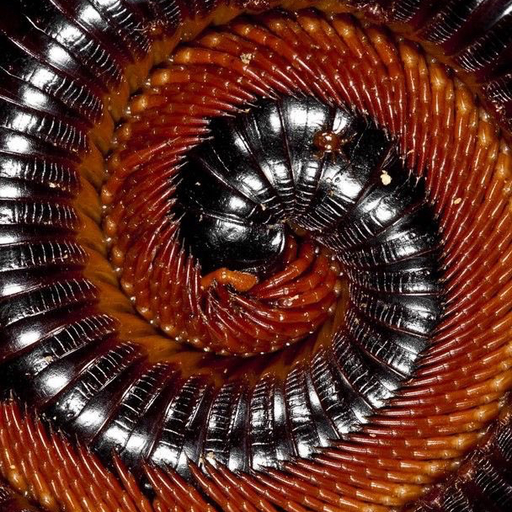 Word of Command - 5th March 2025