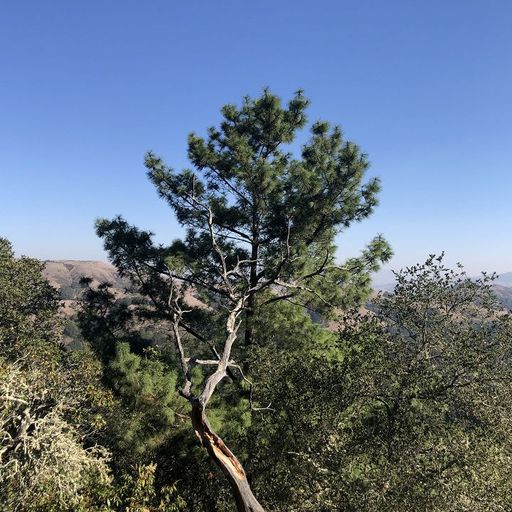 Wild Peace w/ Andrew Marcogliese - 31st December 2025