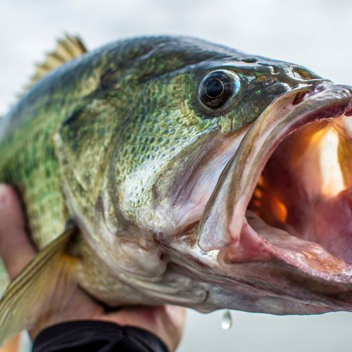 Way Before The Fish...............Trap Mix.......
