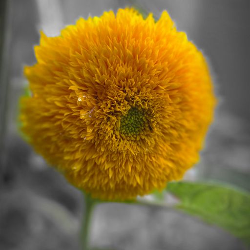 WMMU - See where we go (29/11/25)