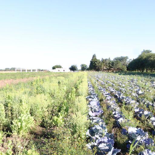NO LLEGO A FIN DE MES (Live set 23 Encuentro de Pintores Paisajistas/Colonia Caroya/Argentine)