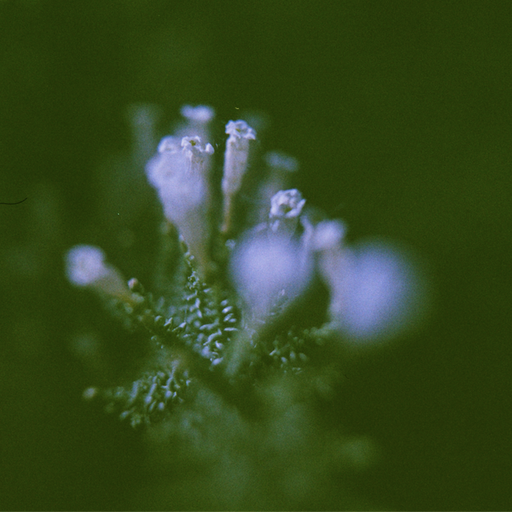 Floresta: Nicola Cruz with Machìna // 30-07-20