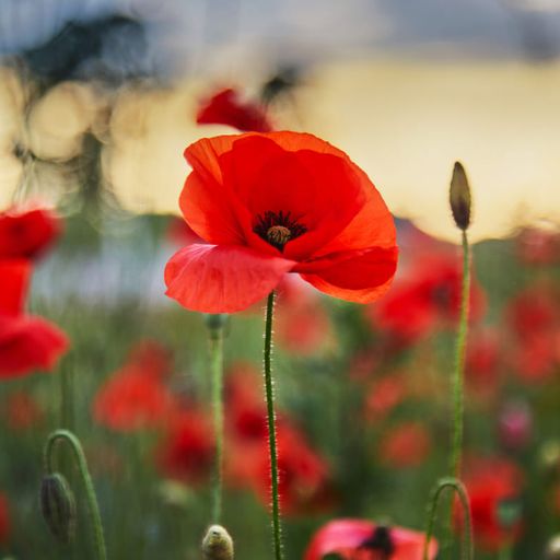 The Folk Pilot - Episode 351 - Remembrance