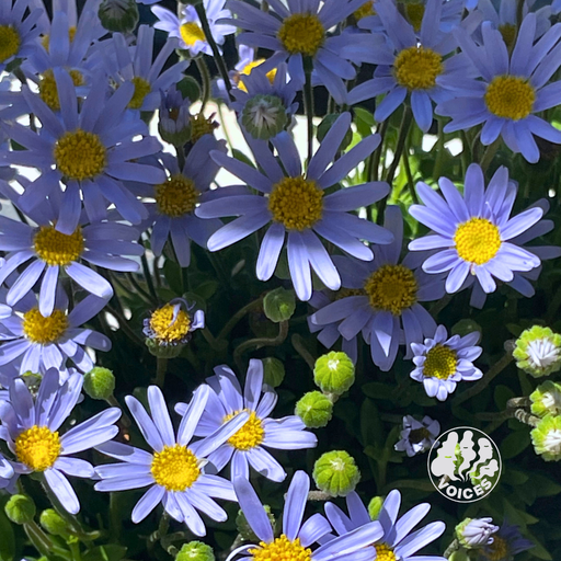 violet rays w/ athenian lychee - 14/10/25 - Voices Radio