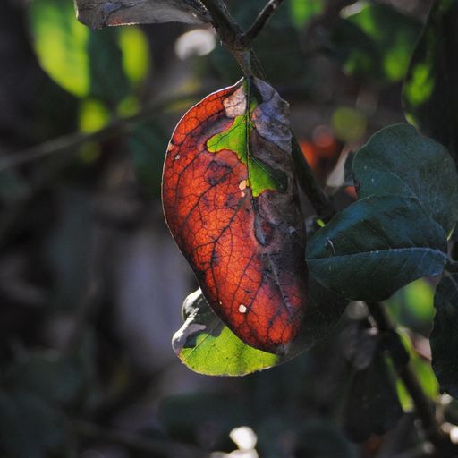 Always Autumn by Paul Asbury Seaman