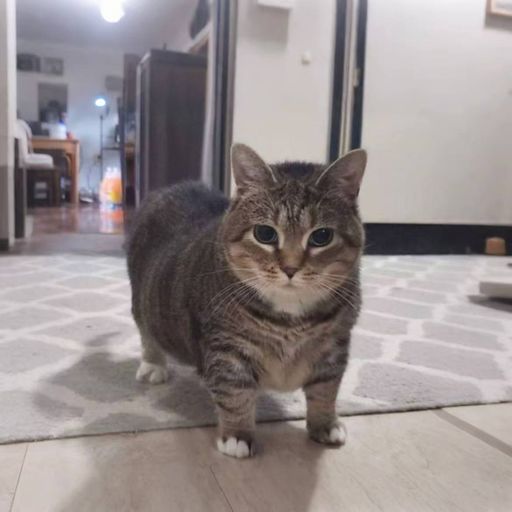 oiia oiia X ferra de acari X 摸头发【DJ ADAM】全玛田